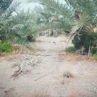 ۳ هکتار زمین مزروعی