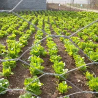 فروش کاهو درجه ۱