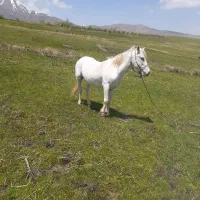 اسب نر|اسب و تجهیزات اسب‌سواری|سیلوانه, |دیوار