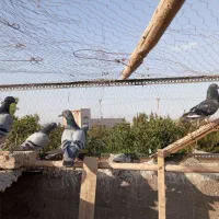 نرمصافتی