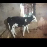 گوساله سیمینتال اصل