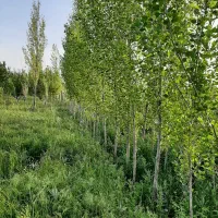 فروش زمین باغی به متراژ ۲۰۱۵ متر