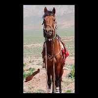 اسب