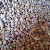 لوبیا چیتی