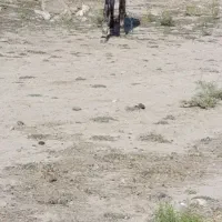 واگذاری خر گوسفندی