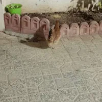 ۱ عدد مرغ محلی تخم گذار ۳ عدد جوجه خروس محلی اصیل
