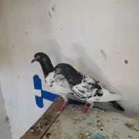 کفتر فروشی فوری
