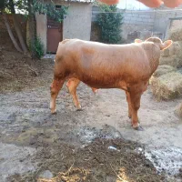 گوساله نر شاروله