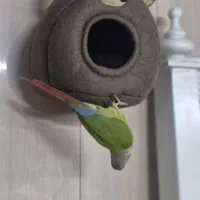 لانه پرنده