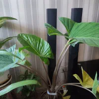 فروش تعدادی گل آپارتمانی