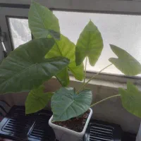 گل خانگی زیبا