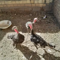 ۳ عدد بوقلمون برنز ماده
