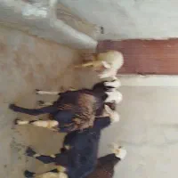 بره نر تخمی پلنگی عطیقه