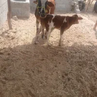 گاو زایده