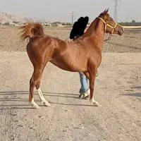 اسب شجره دار کره ی بن طوطی