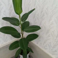 گل گوش فیلی  سرحال