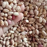 لوبیا چیتی