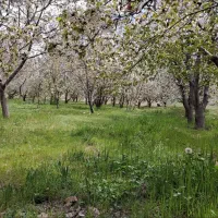 فروش باغ به متراژ ۷۵۰۰ متر /شنده