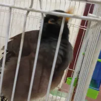 فروش مرغ مینا سخنگو