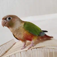 پرنده گیرینچیک