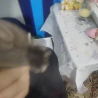پرنده  قناری