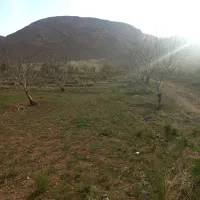 فروش باغ با درخت  و همچنین زمین بدون درخت