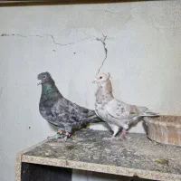 کبوتر سرور رنگی