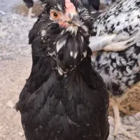 تخم مرغ گلین اصل