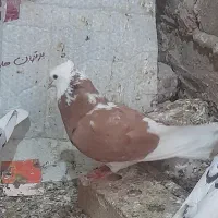 کبوتر
