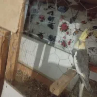 عروس هلندی نر