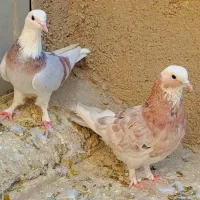 کبوتر ماده هما