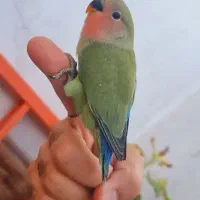 کوتوله برزیلی