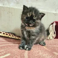 واگذاری گربه اسکاتیش