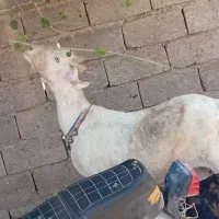 بز سانن اصل شناسنامه دار