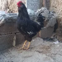 مرغ خروس گلین