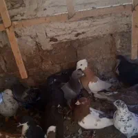 کبوتر پرشی