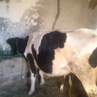 گاو هلشتاین باگوساله ماده