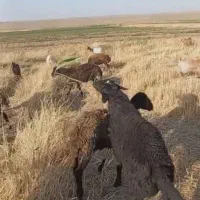 بره قوچی هموقره قزل