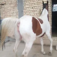 خرید فروش اسب و مادیان