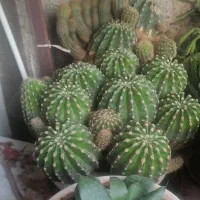 کاتوس