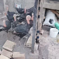10عدد بوقلمون  برنزه
