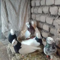 کبوتر