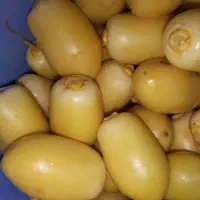 فروش خارک شیرین حاج باقری