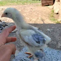 برهما ولاری
