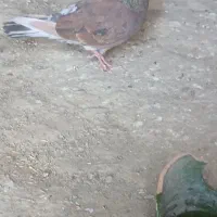 دسپر سرول نر ماده نامور