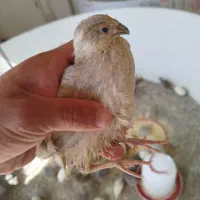 بلدرچین و جوجه بلدرچین