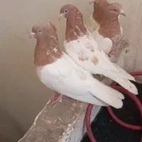 ساری باش