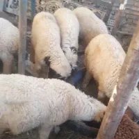 بره درجه یک یک وسنگین وچاق