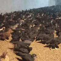 جوجه گلپایگانی بومی ۳۰روزه