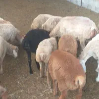 بره نر و ماده